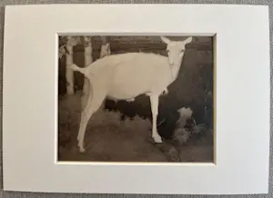 Jan Mankes - Originele Heliogravure Jonge Witte Geit 1923 kopen? Bied vanaf 150!