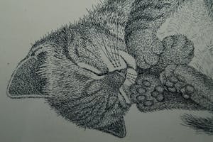 Ella van Schaik - slapende kitten kopen? Bied vanaf 15!