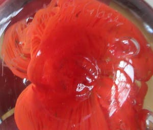 Niet of onleesbaar gesigneerd - Hand geblazen Presse papier - The World of Glass - St. Helens kopen? Bied vanaf 1!