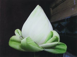 Mark Verdoes - Foto, Buddha love offerlotus - Ingelijst kopen? Bied vanaf 1!