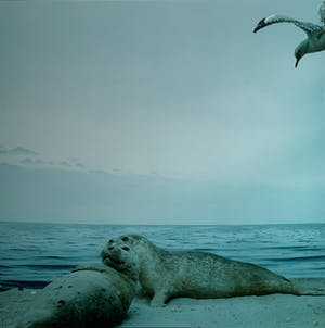 Paul den Hollander - kleurenfoto - 'Untitled' - 1984 (Achterzijde gesigneerd) kopen? Bied vanaf 75!