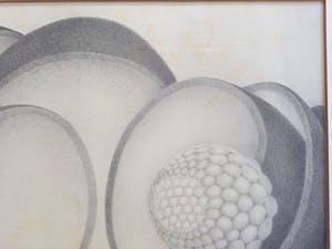 Sjaak Mous - Mysterie van de bevruchting | unieke potloodtekening (1974) - ingelijst kopen? Bied vanaf 17!