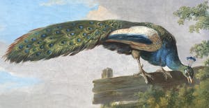 Albertus Verhoesen - prachtige Pauw kippen en haan kopen? Bied vanaf 2750!