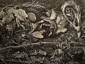 Dirk van Gelder - Meester graficus - HERFST - spin, denneappels etc- oplage 75 - potloodgesignrd kopen? Bied vanaf 52!