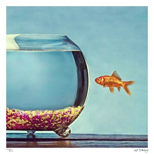 Mr. Strange - Le poisson rouge kopen? Bied vanaf 50!