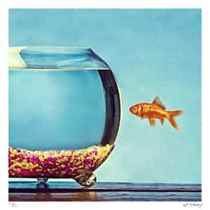 Mr. Strange - Le poisson rouge verkocht voor € 50!