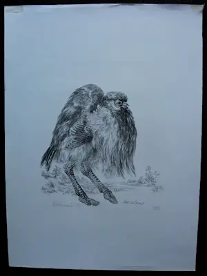 Peter Vos - Litho: Struthio camelus - 1972 kopen? Bied vanaf 250!