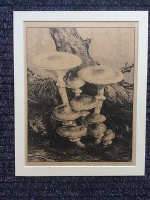 Jan Voerman (jr.) - Paddenstoelen .. de Herfst is in aantocht kopen? Bied vanaf 125!
