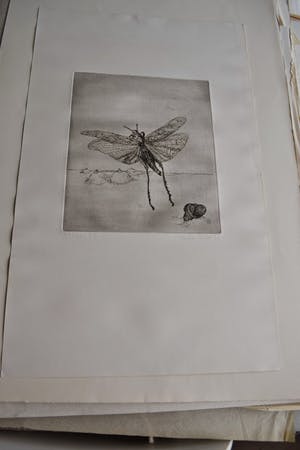 Marijke Hertog - Insect kopen? Bied vanaf 35!