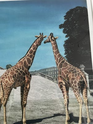 Carel Willink - Grote litho 'Twee Giraffen' kopen? Bied vanaf 210!