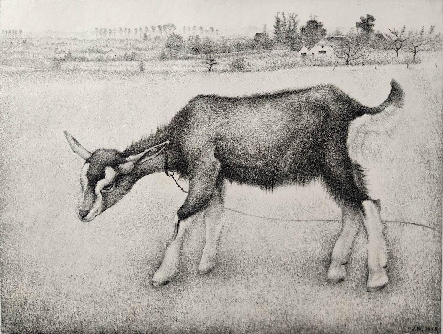 Jan Wittenberg - Geit kopen? Bied vanaf 125!