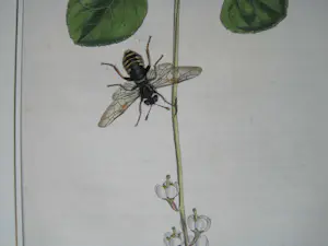 John Curtis - "Yellow-margined Sawfly" kopen? Bied vanaf 1!