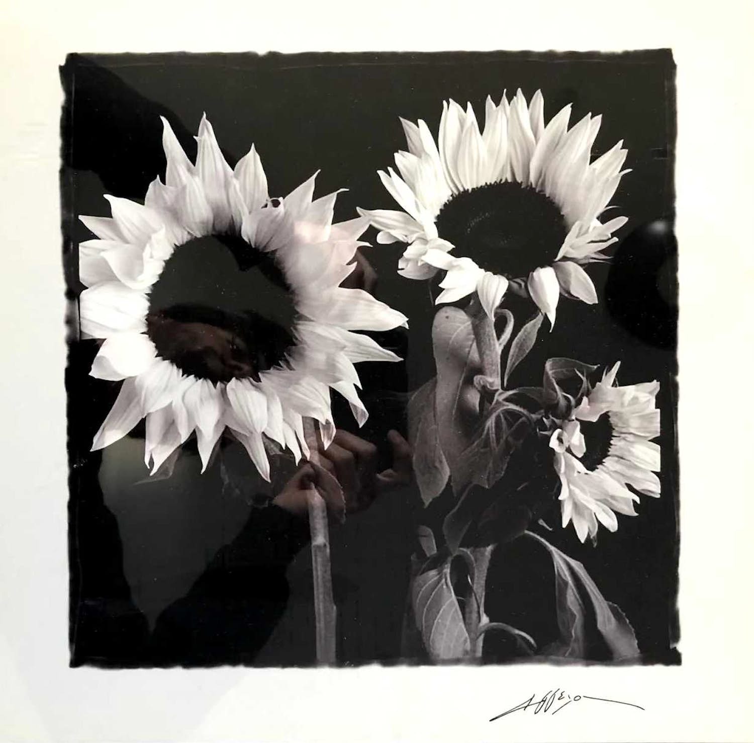 Niet of onleesbaar gesigneerd - Zonnebloemen - Fotografie, Ingelijst kopen? Bied vanaf 1!