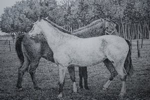 Wim van der Meij - 2 paarden, 1991 - ets kopen? Bied vanaf 10!