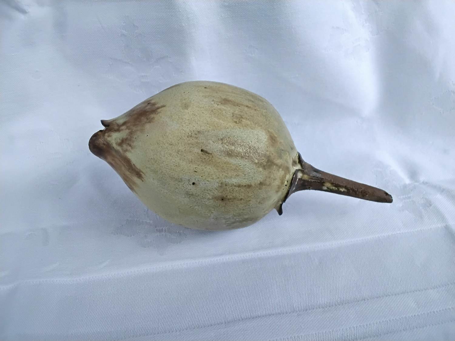 Iet Cool-Schoorl - Zaadbol kopen? Bied vanaf 50!