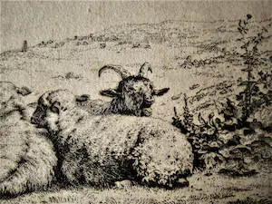 Niet of onleesbaar gesigneerd - Magnifieke 17e eeuwse (1680) Ets "Schappen en Bokken" niet ingelijst kopen? Bied vanaf 1!