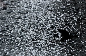 Aart Klein - Silverprint: vogel boven water kopen? Bied vanaf 49!