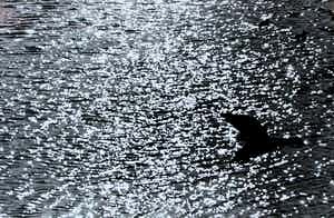 Aart Klein - Silverprint: vogel boven water verkocht voor € 49!