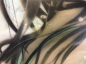 Elzo Dibbets - Marion II / Origineel op paneel / 1982 kopen? Bied vanaf 250!