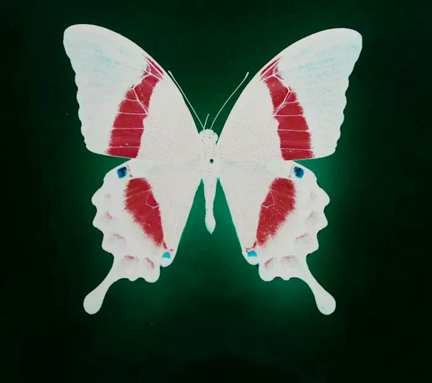 Jean Ruiter - Foto: Vlinder kopen? Bied vanaf 75!