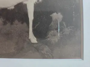 Jan Mankes - Geit. Heliogravure. Ingelijst. kopen? Bied vanaf 129!