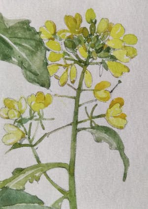 Johan Briede - Herik (Sinapis arvensis) kopen? Bied vanaf 100!