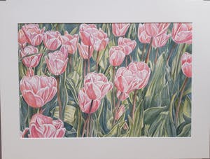 Ger Daniels - Roze Tulpen kopen? Bied vanaf 25!