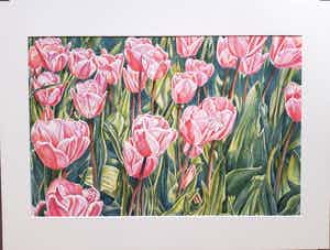 Ger Daniels - Roze Tulpen verkocht voor € 25!