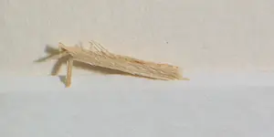 Eugène Brands - Litho, Zonder titel - Ingelijst kopen? Bied vanaf 300!