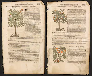 Adam Lonitzer - Handgekleurde houtsnede, Twee pagina's uit het Kräuterbuch kopen? Bied vanaf 1!