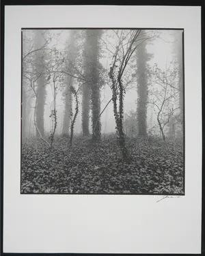 Ralph Janowski - Mooie zwart/wit print, Klimop kopen? Bied vanaf 1!