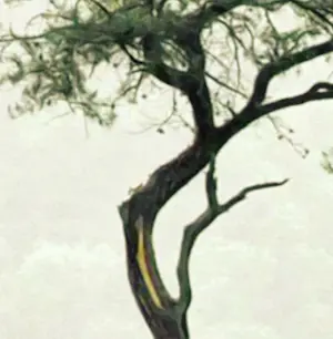 Mr Strange - Ja, dat kan ik. kopen? Bied vanaf 80!