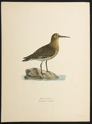Wilhelm von Wright - Litho, Tringa Alpina, uit Svenska foglar (...) kopen? Bied vanaf 1!