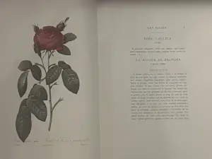 Pierre-Joseph Redoute - Les roses kopen? Bied vanaf 1200!