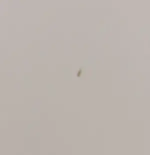 Patty Harpenau - Zeefdruk, La tute II - Ingelijst (Groot) kopen? Bied vanaf 1!