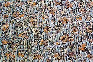 Jan Wolkers - zeefdruk: Winterbeelden VII verkocht voor € 225!