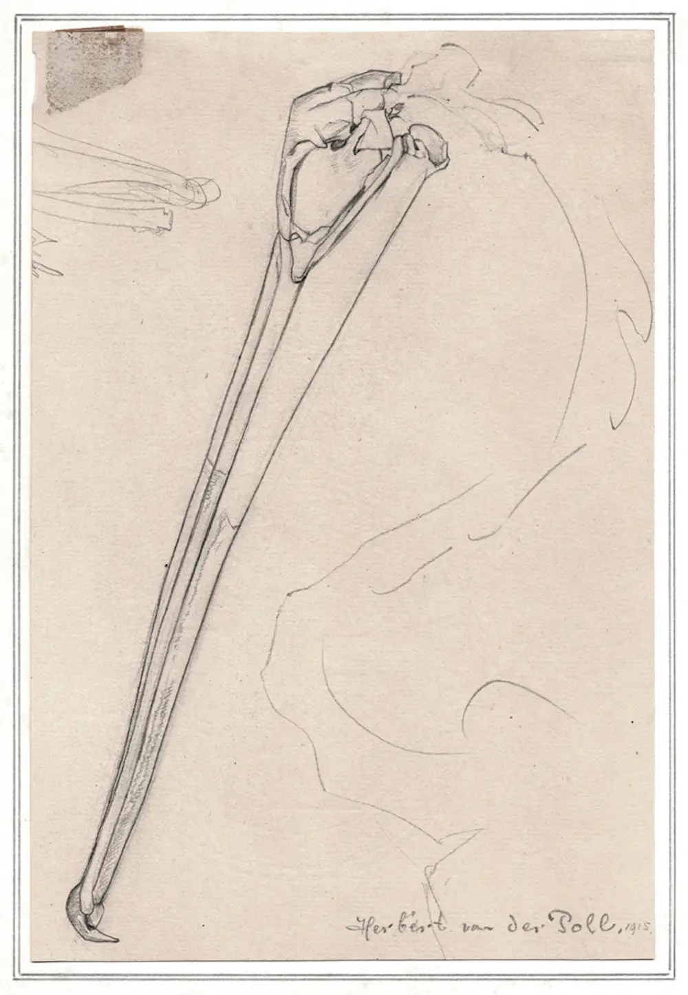 Herbert van der Poll (1877-1963)