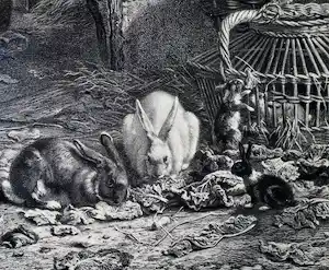 Gerardus Johannes Bos - Litho van konijnen - in een hoogwaardige lijst vendu pour 40€ !