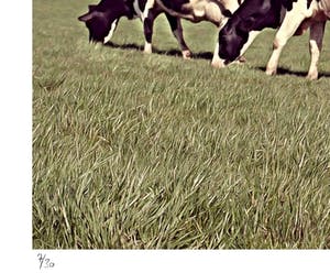 Mr. Strange - Toutes les vaches ne broutent pas ! kopen? Bied vanaf 50!