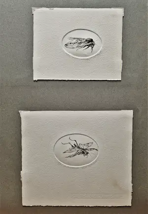 Dick Stolwijk - twee (2) fraai gedetailleerde - eigen druk - Etsen "insecten" - potloodgesigd kopen? Bied vanaf 36!