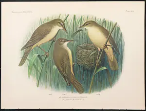 Eduard Daniël van Oort - Chromolitho, Lot van vier voorstellingen uit 'De Vogels van Nederland' kopen? Bied vanaf 1!