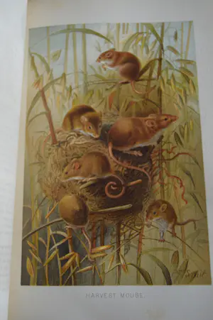 Antiquarisch Boek - The Royal Natural History (6 delen compleet) 1893 kopen? Bied vanaf 175!