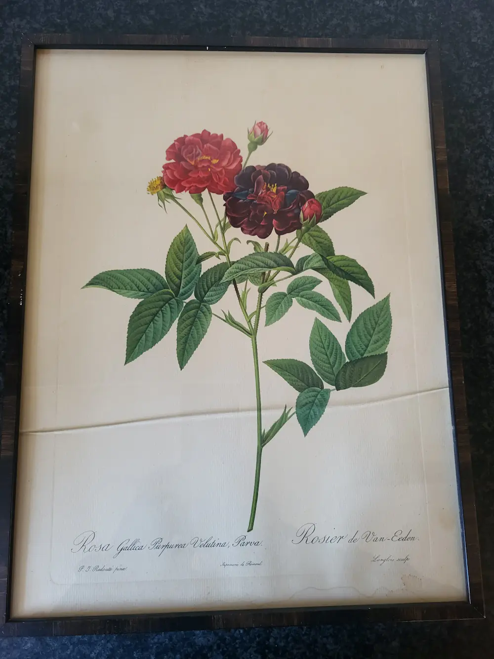 Pierre-Joseph Redoute (1759-1840)