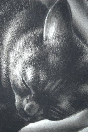 Niet of onleesbaar gesigneerd - Kat - originele inkttekening kopen? Bied vanaf 10!