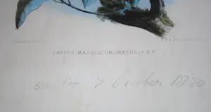 Johannes Gerardus Keulemans - kleurenlitho uit 1870 - Spechtvogels ♀+♂ kopen? Bied vanaf 45!