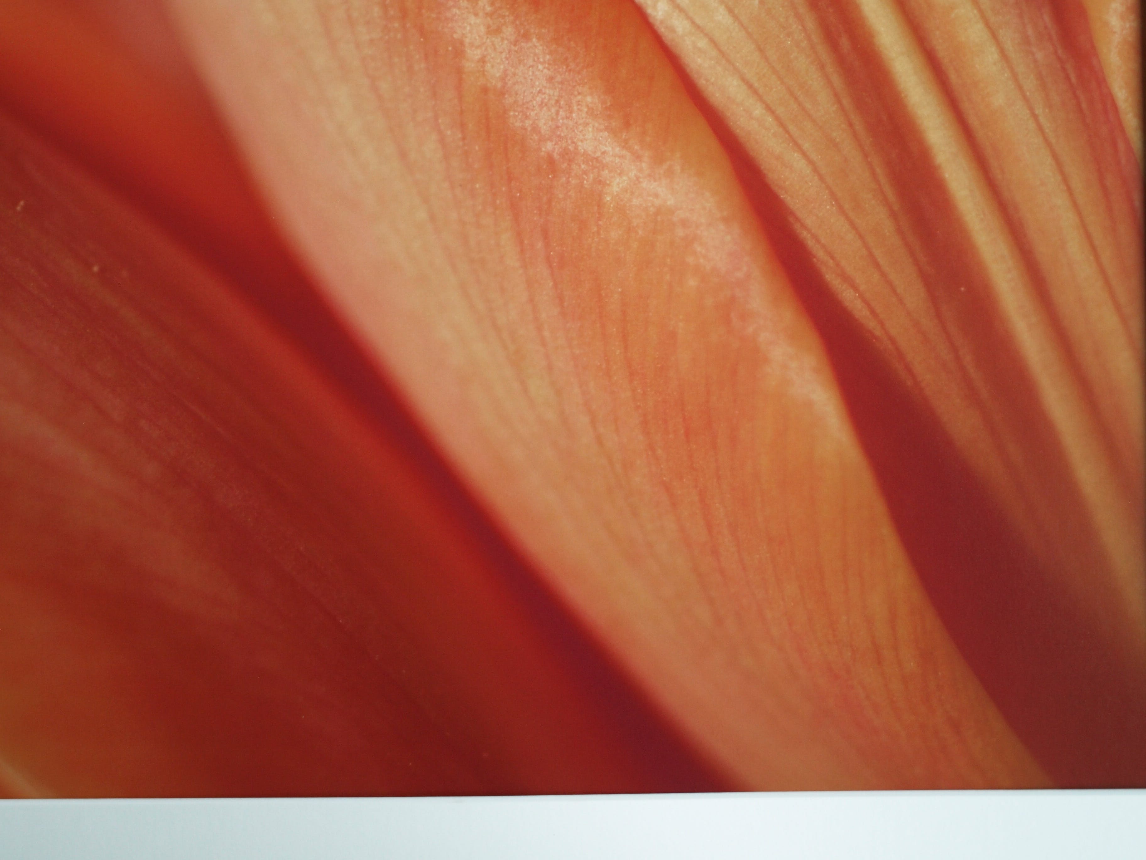 Niet of onleesbaar gesigneerd - Foto , Close-up – ingelijst  kopen? Bied vanaf 1!