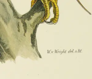 Wilhelm von Wright - Litho, Falco (Cerchneis) Tinnunculus, uit Svenska foglar (...) kopen? Bied vanaf 20!