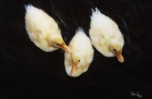 Paul Huf - Foto, Pulletjes - Ingelijst kopen? Bied vanaf 1!