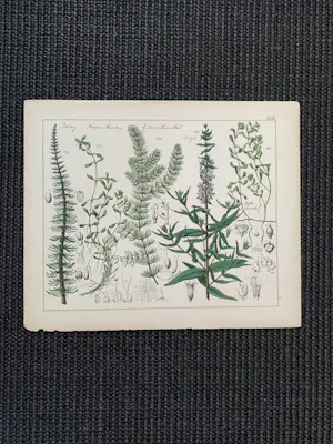 Corneille Antoine Jean Abram Oudemans - Flora van Nederland kopen? Bied vanaf 200!