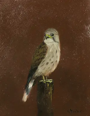 Henk Poeder - Olieverf op paneel, Torenvalk - Ingelijst kopen? Bied vanaf 1!